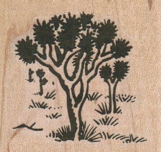 Joshua Trees 1 3/4 x 1 3/4-0