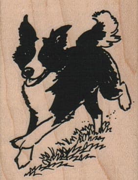 Border Collie Running 2 x 2 1/2-0