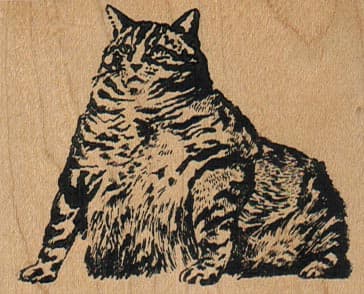 Fat Cat 2 1/2 x 2-0
