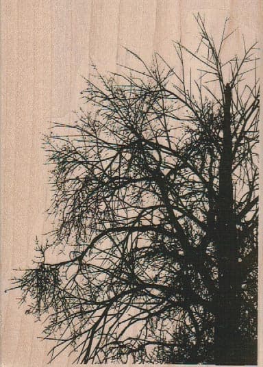 Tree Background 4 x 5 1/2-0