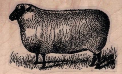 Sheep by Cat Kerr 1 1/2 x 2 1/4-0