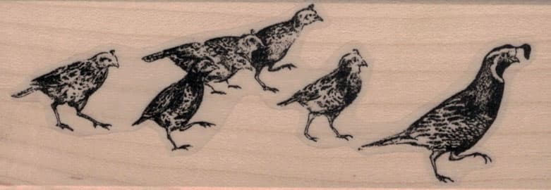 Family of Quails 1 1/2 x 4-0