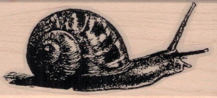 Snail 1 1/4 x 2 1/2-0