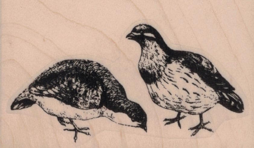 Two Pigeons 3 X 1 3/4