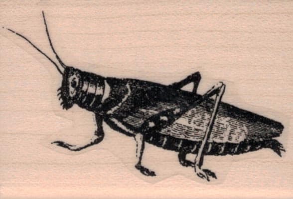 Grasshopper 1 1/2 X 2