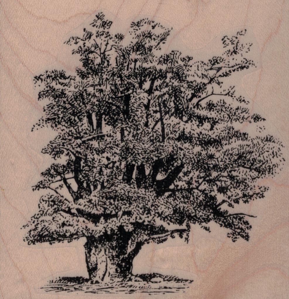 Leafy Tree 3 1/2 X 3 1/2