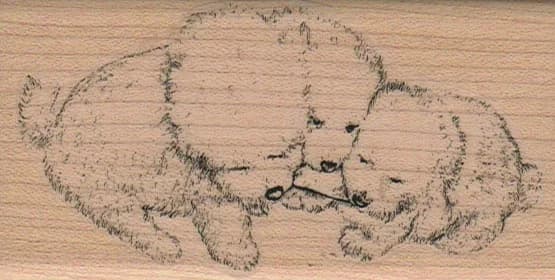 Bichons Sharing Pizza 2 X 3 3/4