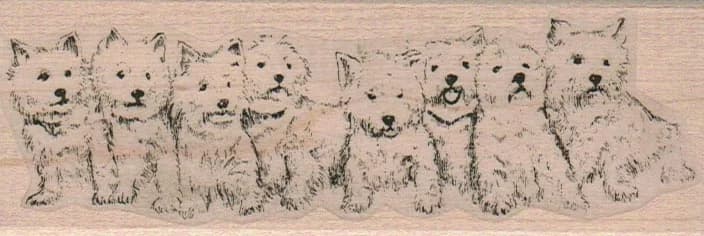 Eight Westies In A Row 1 3/4 X 4 3/4