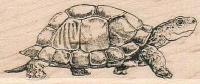 Turtle Taking A Stroll 1 1/2 X 3 1/4