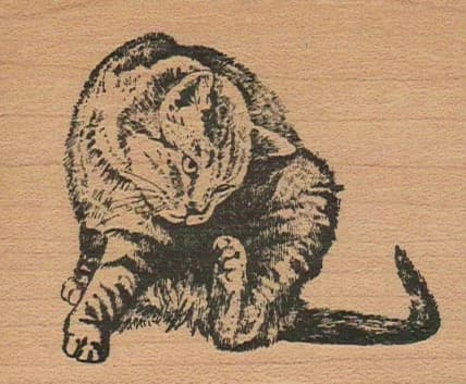 Kitty Scratching 2 1/2 X 3