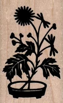 Plant In Pot 1 1/2 X 2 1/4