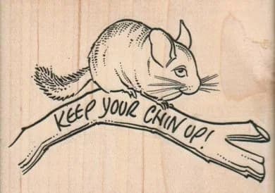 Chinchilla Keep Your Chin Up! 3 1/2 X 2 1/2