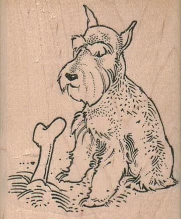 Schnauzer Burying Bone 2 1/2 X 3