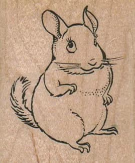 Chinchilla 2 X 2 1/4