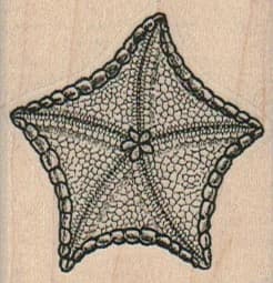 Starfish Solid 1 3/4 X 1 3/4