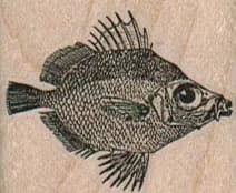 Big-eyed Fish 1 1/2 X 1 1/4