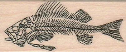 Fish Bones 1 1/4 X 2 3/4