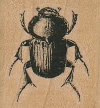 Beetle 1 1/2 X 1 1/2