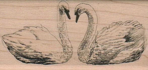 Swans Facing 2 X 4