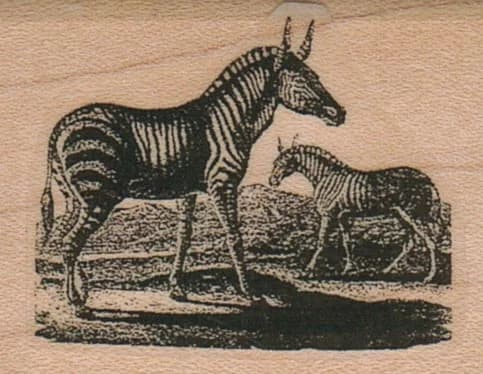 Zebras 1 3/4 X 1 1/2