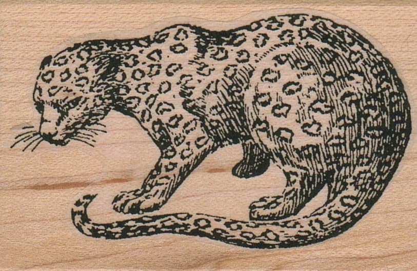 Cheetah Looking 2 X 2 3/4