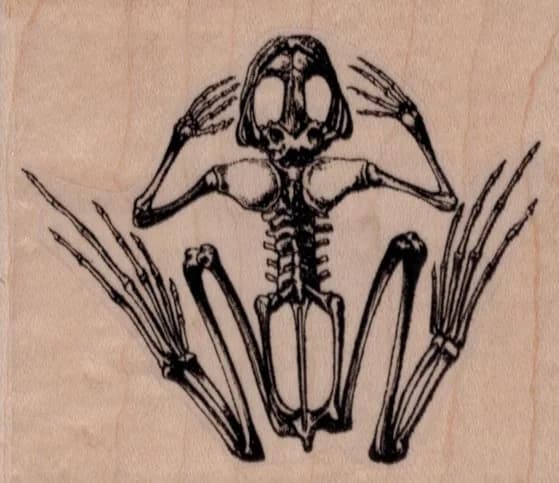 Frog Skeleton 3 X 2 1/2