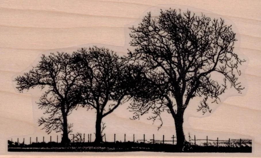 Leafless Trees In Field 3 X 4 3/4