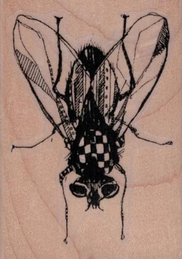 Whimsical Fly 2 X 2 3/4