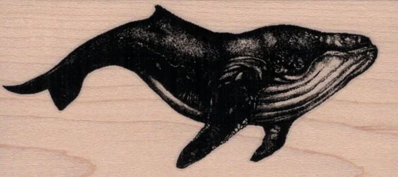 Humpback Whale 2 X 4