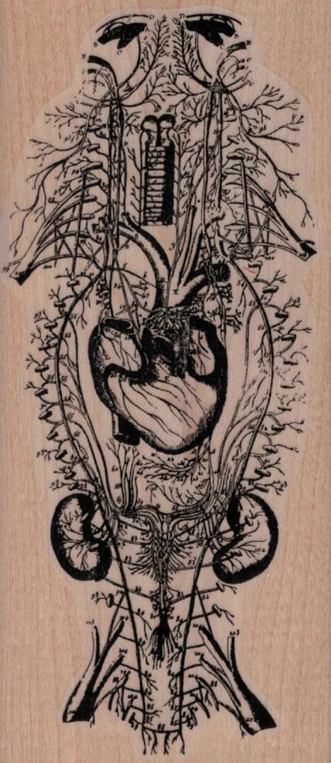 Circulatory System 2 1/2 X 5 1/2