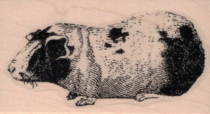 Guinea Pig 1 1/2 X 2 1/2