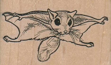 Sugar Glider Front 3 1/4 X 2