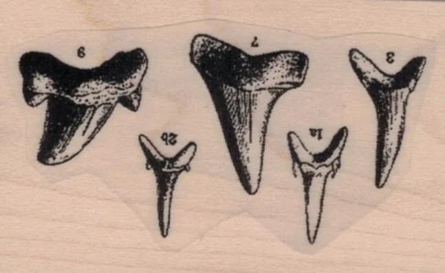 Shark Teeth Specimen 1 1/2 X 2 1/4