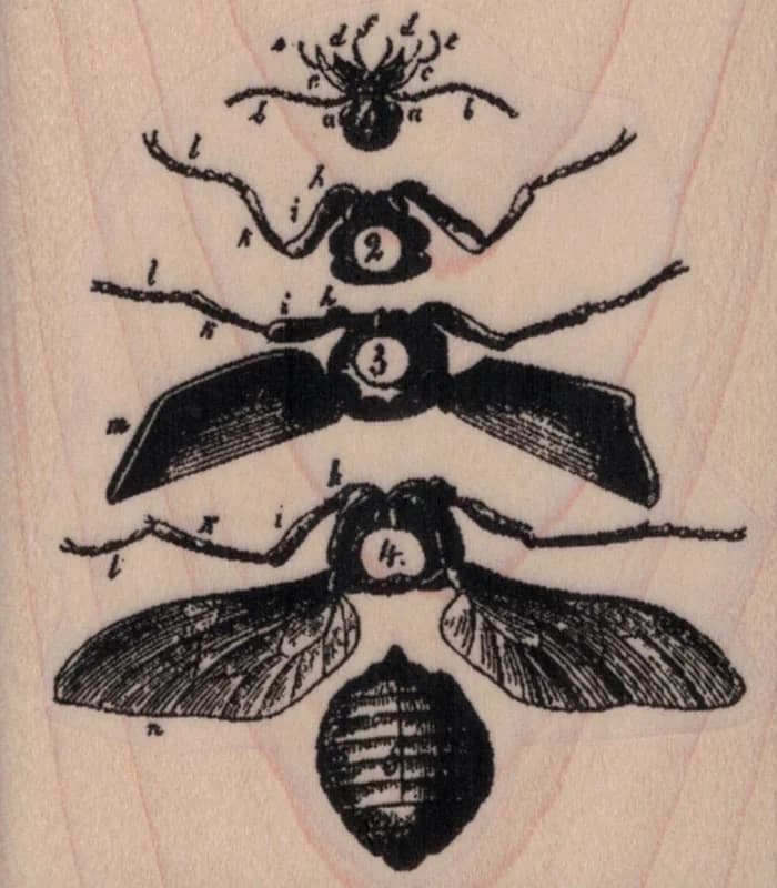 Flying Insect Specimen 2 1/2 X 2 3/4