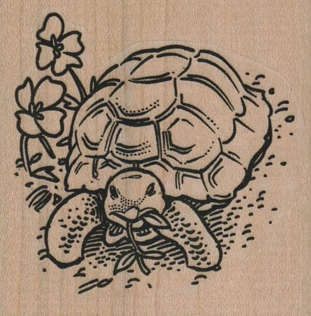 Desert Tortoise Eating 2 1/4 X 2 1/4