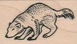 Sniffing Wolverine 1 1/4 X 1 3/4