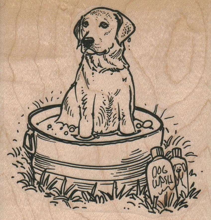 Labrador Retriever Dog Bath 3 X 3
