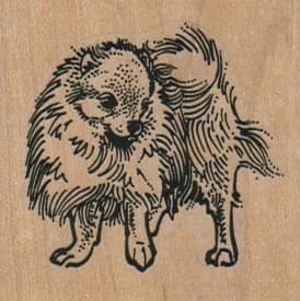 Pomeranian Dog 2 X 2