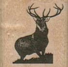 Buck With Antlers 1 X 1