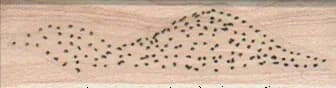 Sand Dune 3/4 X 2 1/4