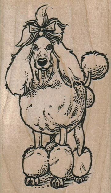 Poodle 2 1/2 X 4 1/4