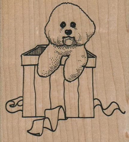 Bichon In Gift Box 3 X 3 1/4