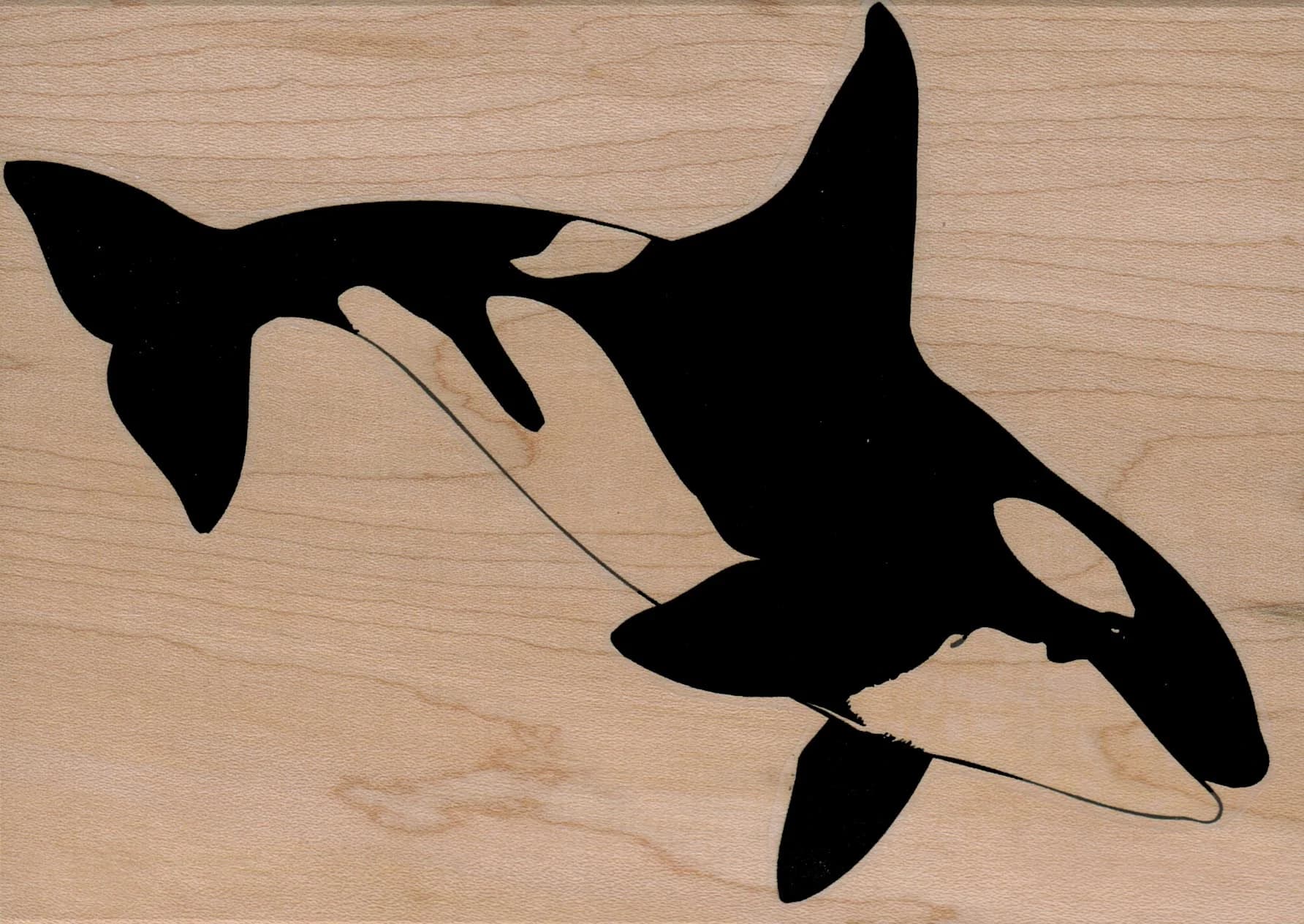 Orca/large 4 1/2 X 6