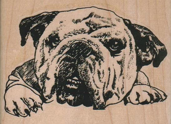 Bulldog Head 3 3/4 X 2 3/4