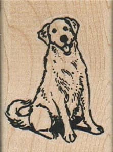 Golden Retriever Dog Sitting 1 1/2 X 2