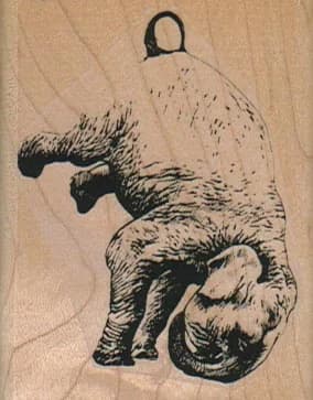 Elephant Headstand 2 X 2 1/2