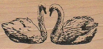 Swans 1 1/2 X 3