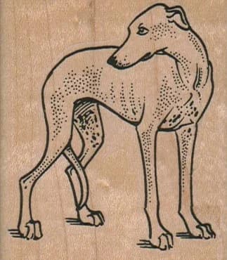 Whippet Looking Back 2 1/4 X 2 1/2
