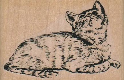 Kitty Looking Up 3 X 2