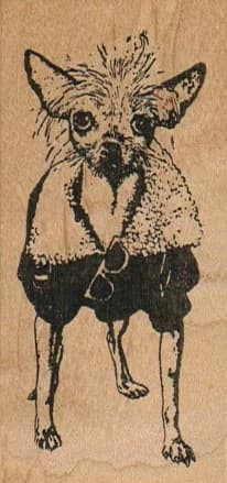 Chinese Crested Hairless 1 1/2 X 3